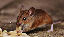 24 Hour & Emergency Exterminators in Kirkland, WA